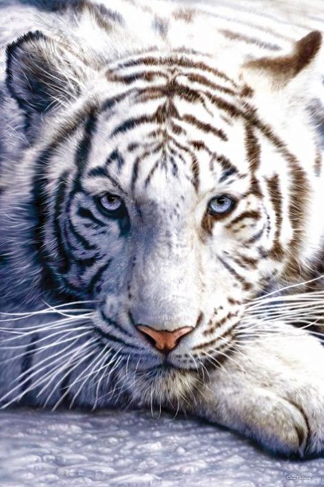 pp30282-white-tiger-.jpg