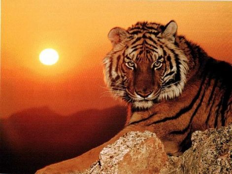 tigris001k.jpg